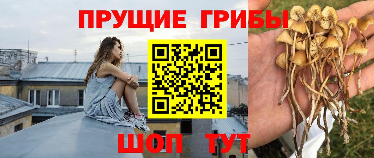 Псилоцибиновые грибы Cubensis  Галлюциногенные грибы Magic Shrooms  Губаха  Вход с VPN 